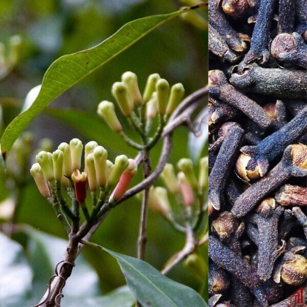 Buy Clove plant » GETSVIEW MARKET